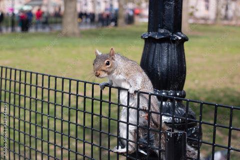 WELDED 14 GA 1X1 24X100 BONDED BLACK VINYL COATED MADE IN ITALY