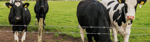 Barbed Wire - Ht 15.5 Ga  5" Spacing Domestic 4 Point